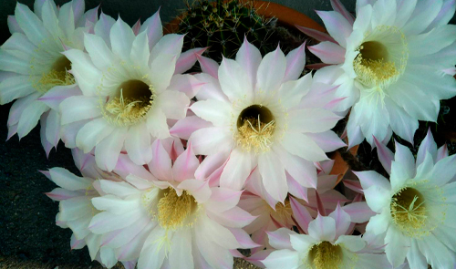 内職者の求人情報